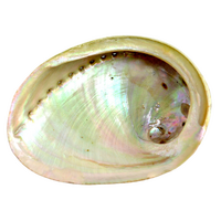 Abalone Shell LARGE Grade A