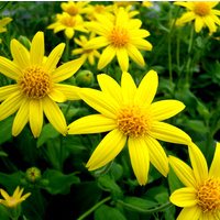 Infused Oil ARNICA BULK 500ml